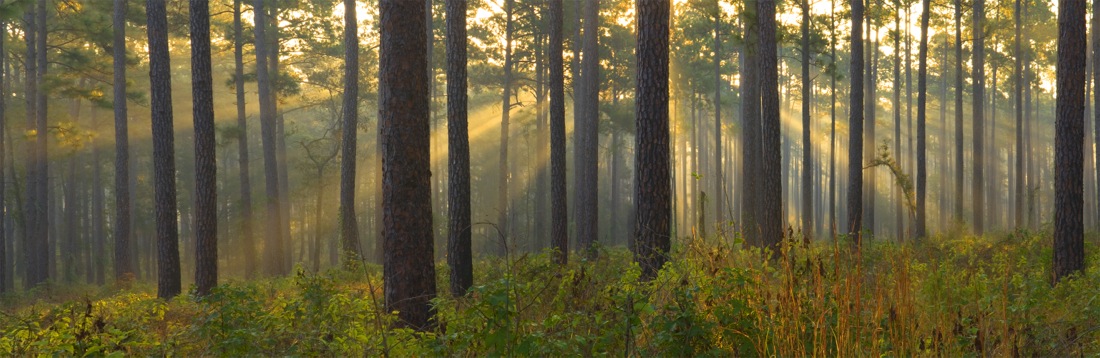 Texas Forestry