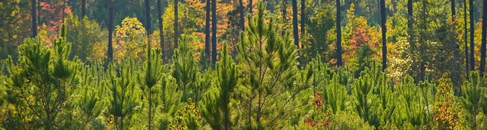 Texas Forestry