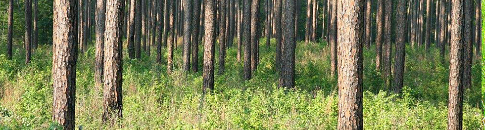Texas Forestry