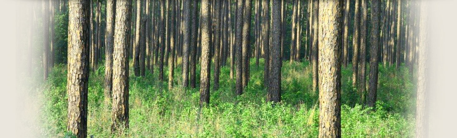 Texas Forestry
