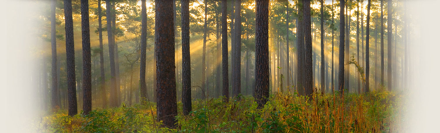 Texas Forestry