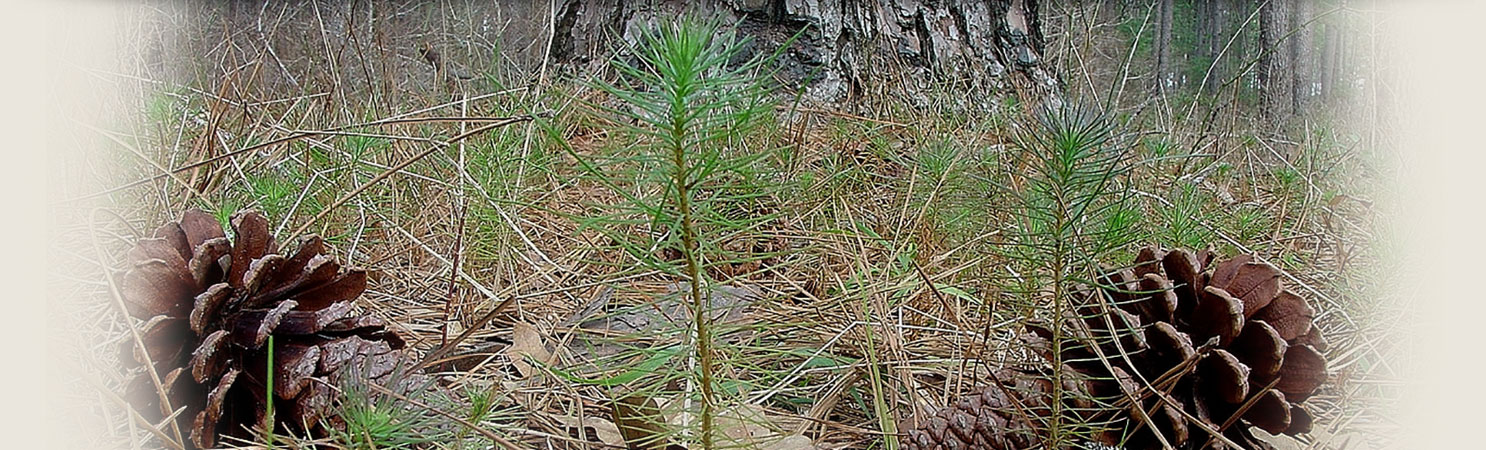 Texas Forestry